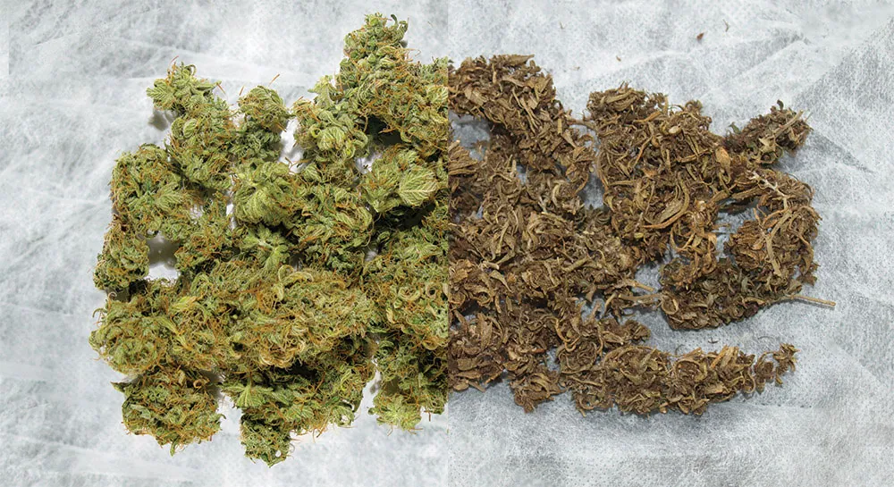 Чем отличается марихуана от спайсов?